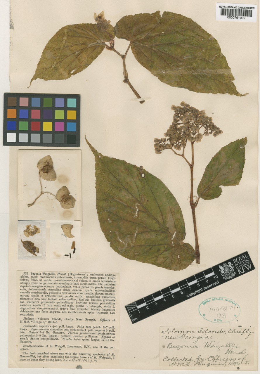 B. weigallii